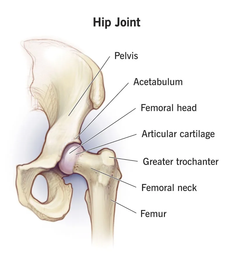 bnj-hip-joint