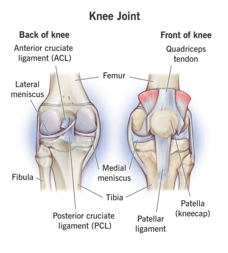 bnj-knee-joint