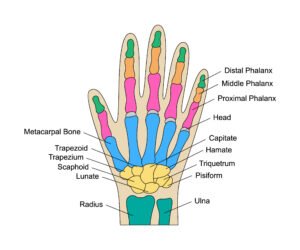 Wrist Pain Causes and Treatment